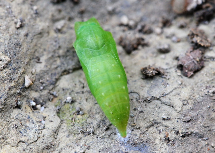 Una pupa